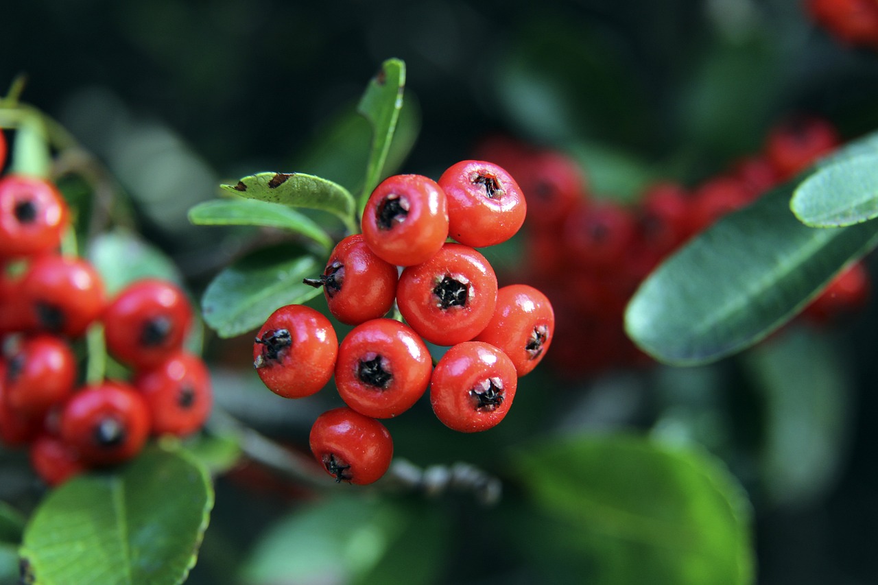 拜仁的中场 拜仁的中场